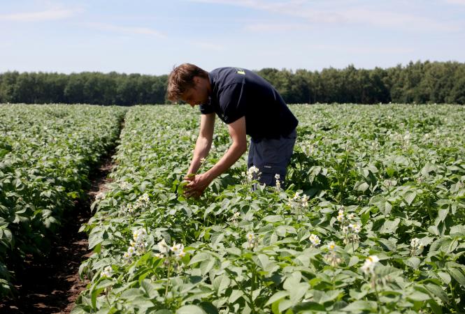 aardappelveld in bloei